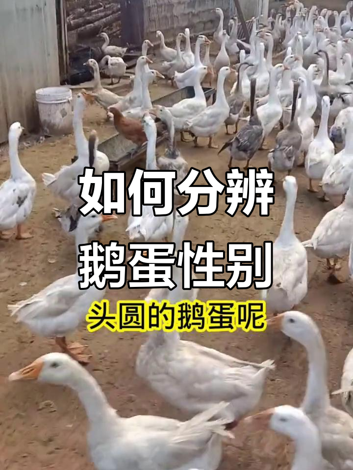 鹅蛋孵化公母辨别技巧,选对形状才能孵出健康小鹅