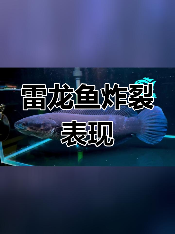 麦克雷龙鼓腮瞬间,震撼全场