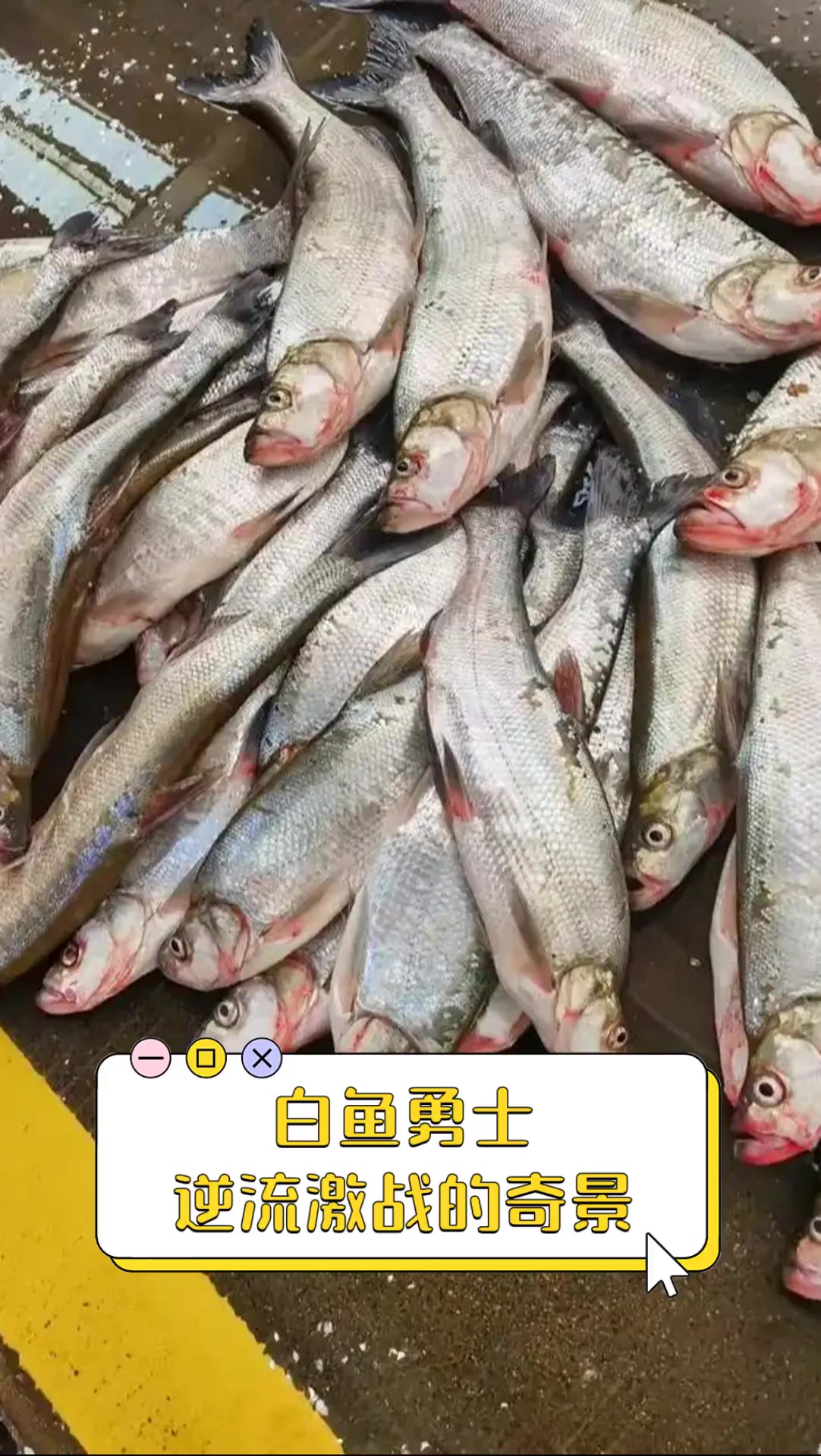 白鱼勇士,逆流激战的奇景