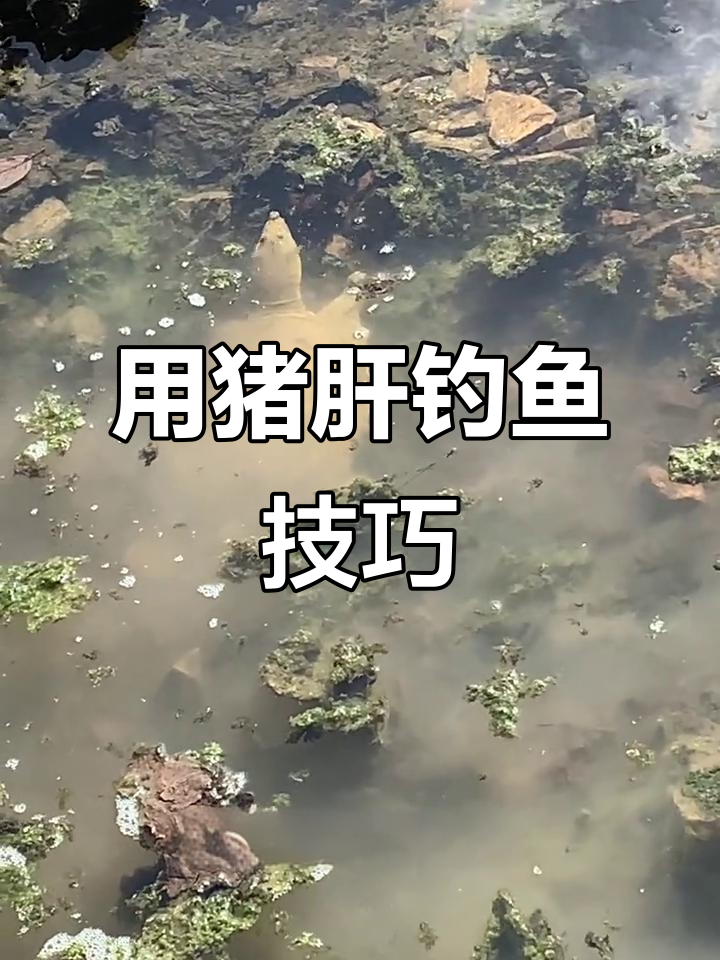 钓甲鱼必备猪肝，选对钩子才能事半功倍