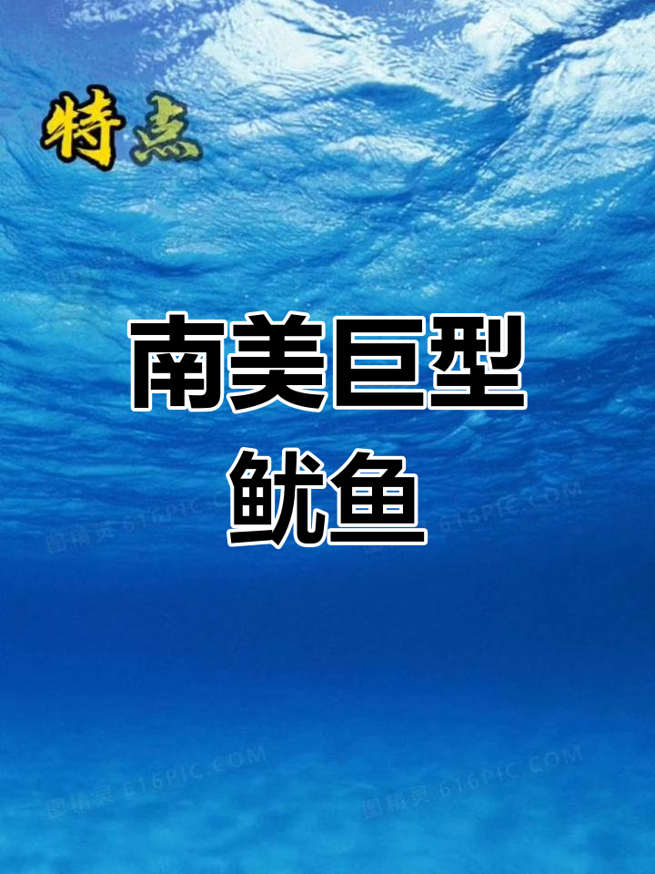 鱿鱼种类与食用价值解析