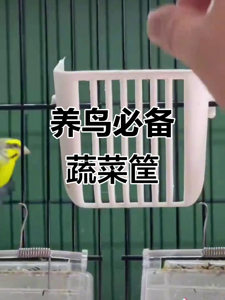 蔬菜筐让养鸟更方便,油菜不再污染粪便