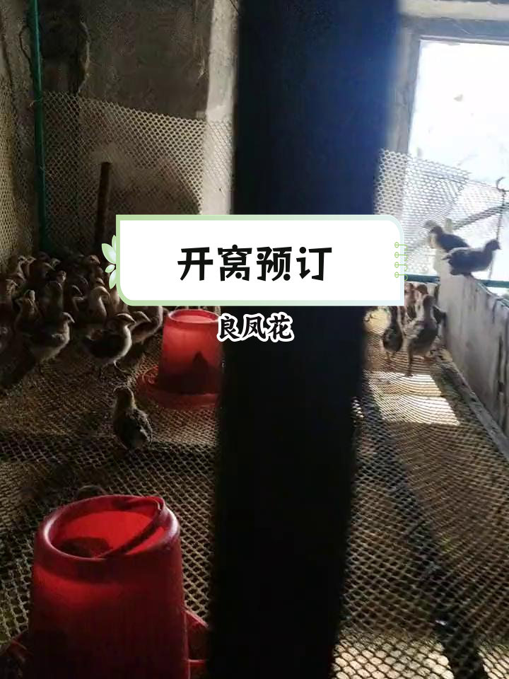 密山万利养殖场开窝预订,良凤花绿壳蛋鸡等你来选