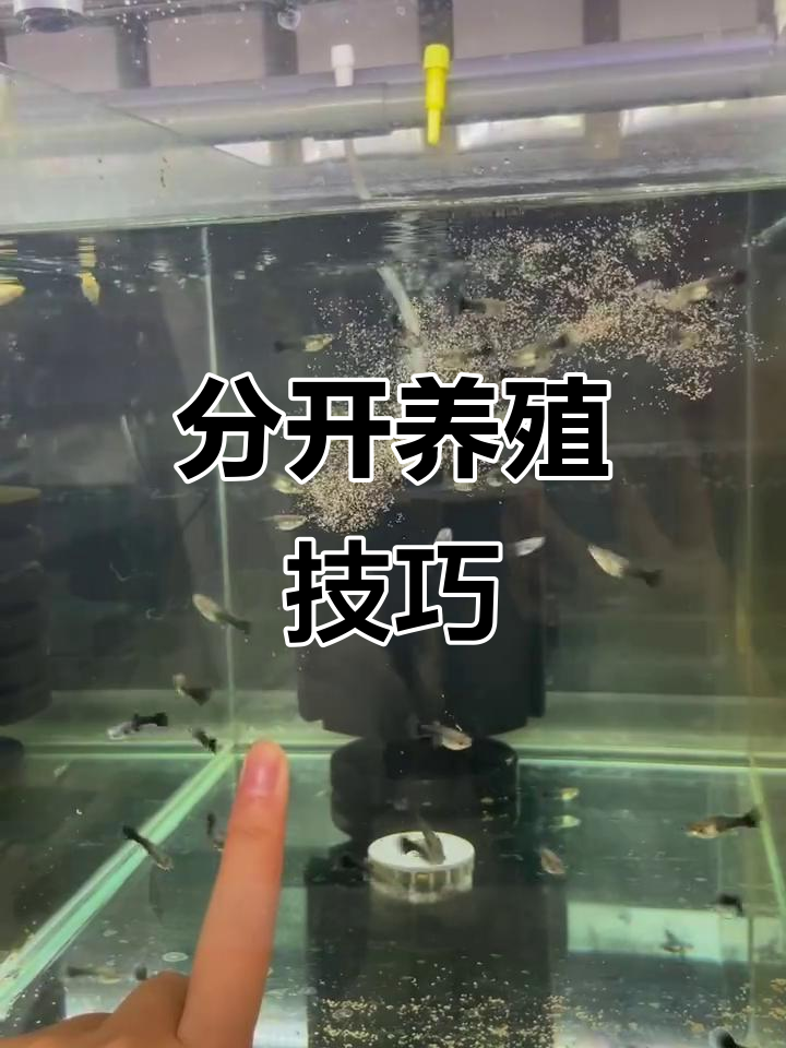 孔雀鱼苗需分开养,三个月后挑选繁殖