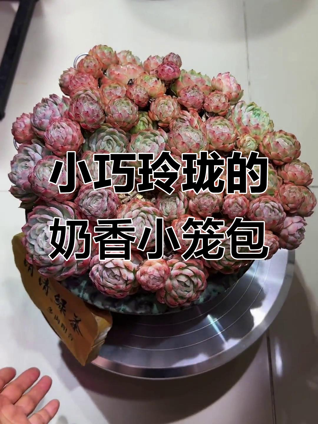 奶油贝瑞小笼包,一口接一口停不下来!