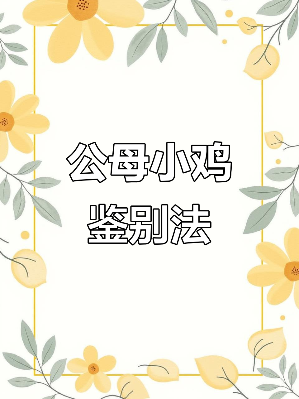 小鸡公母辨别技巧,一看就懂!