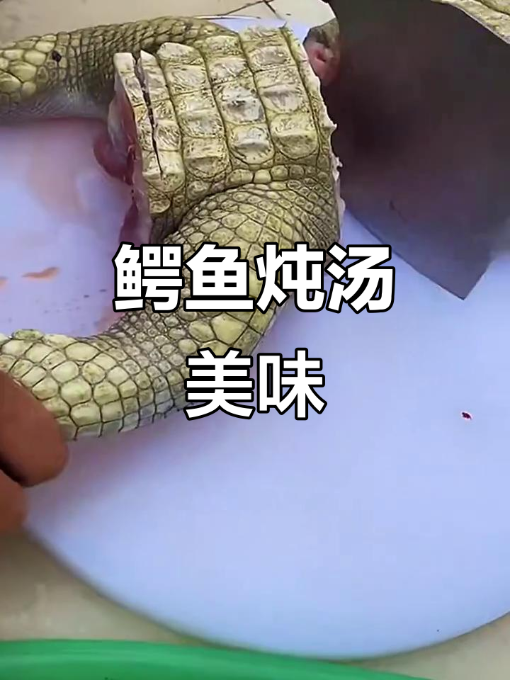 人工养殖鳄鱼肉,炖汤鲜美无骨