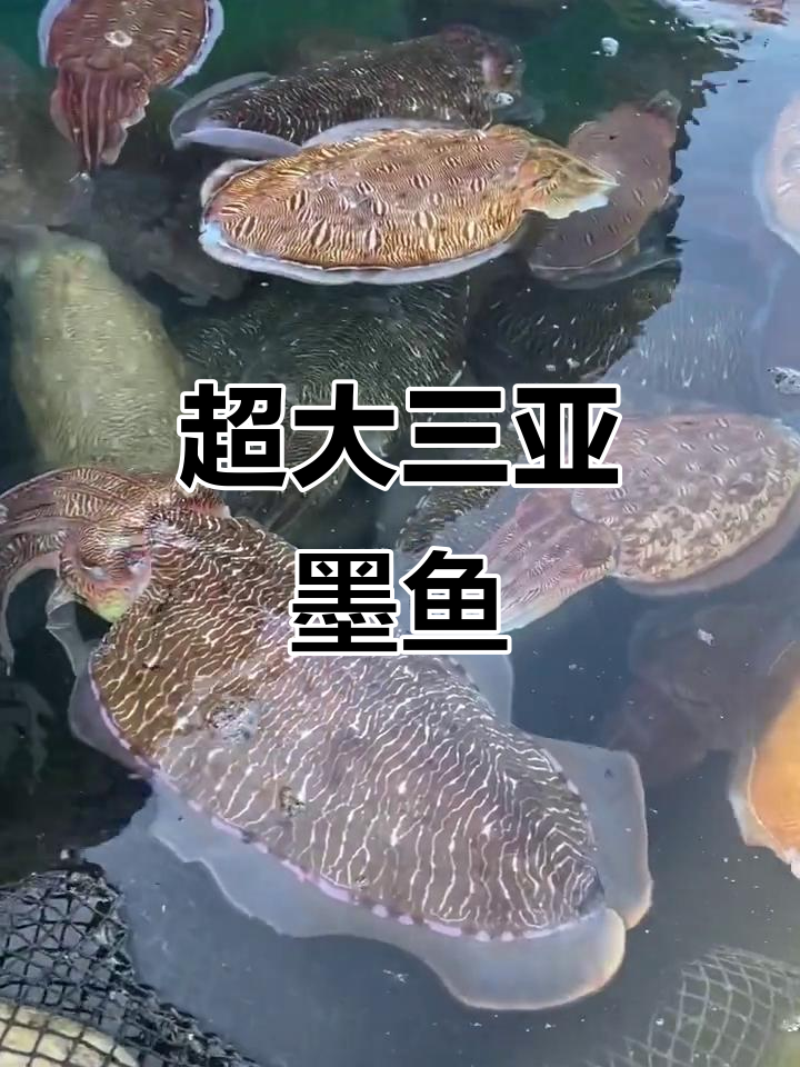 三亚大墨鱼惊现,米级海鲜让人震撼