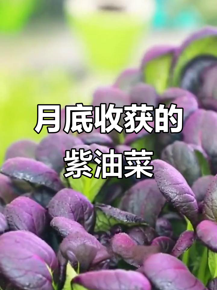 紫油菜,月种月底吃,阳台小院必备的“紫美人”