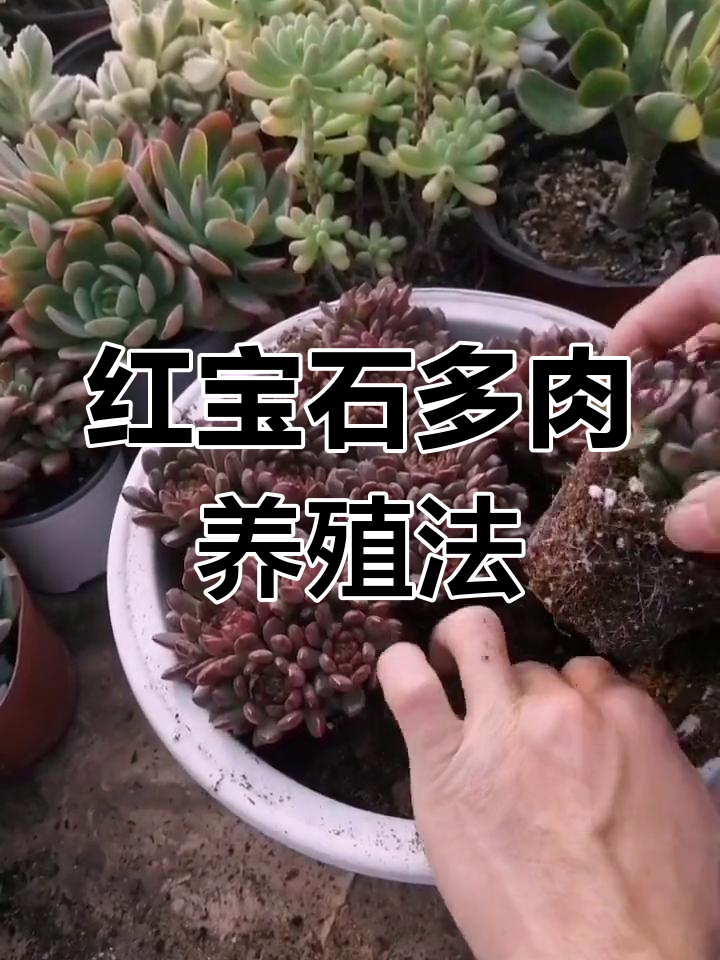 多肉红宝石养护技巧:五个要点助力爆盆