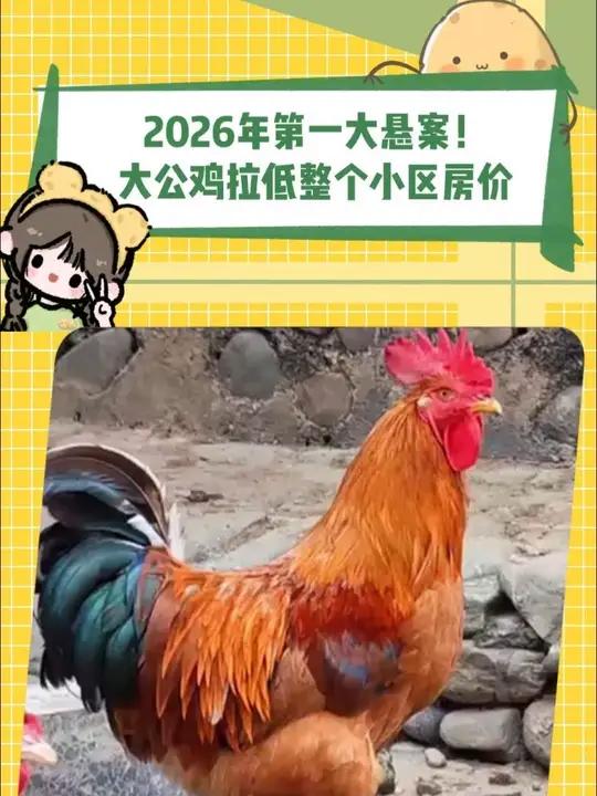 2026第一大悬案!大公鸡拉低小区房价 #大公鸡 #打鸣 #小区