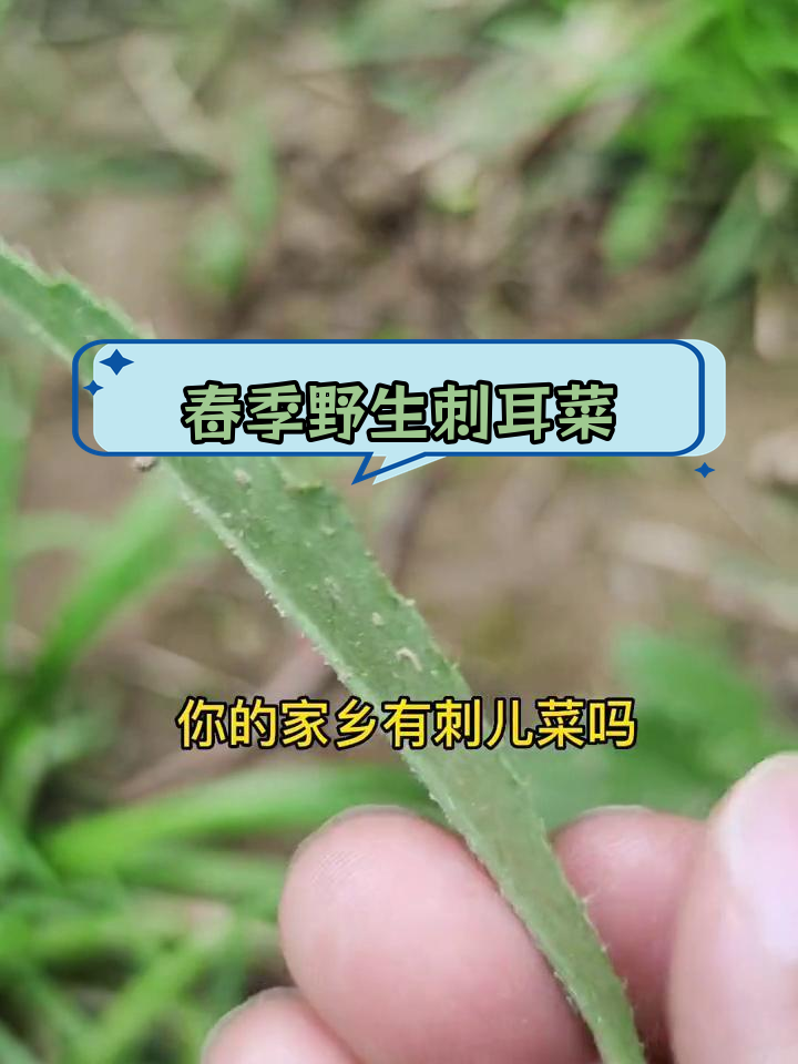 刺耳菜的营养价值与美味,春天必尝的野味