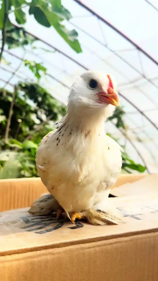 宠物鸡展览,这些品种小鸡等你领回家 最近收到不少粉丝咨询,宠物鸡展哪些品种小鸡可以在现场买