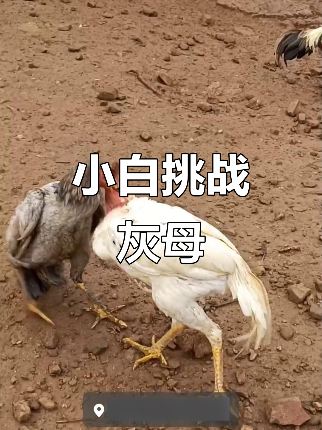 小白与灰母斗鸡,激烈对决引爆全场