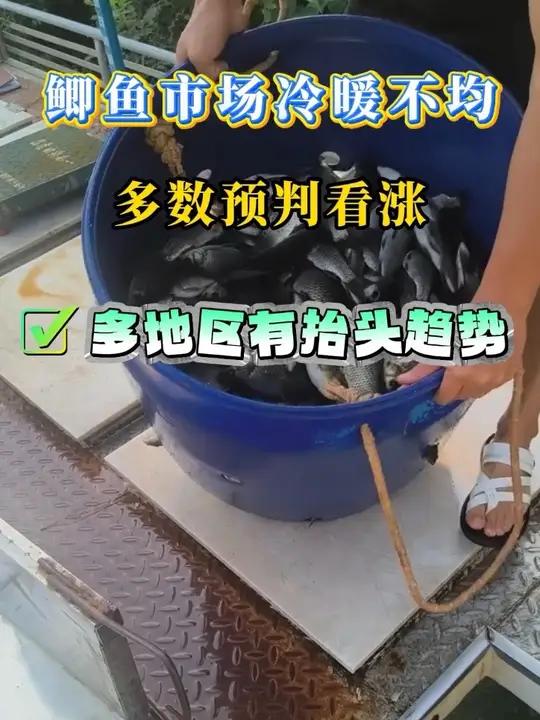 鲫鱼市场区域差异显著,部分地区价格回升但仍有区域受供需或养殖环境影响行情低迷