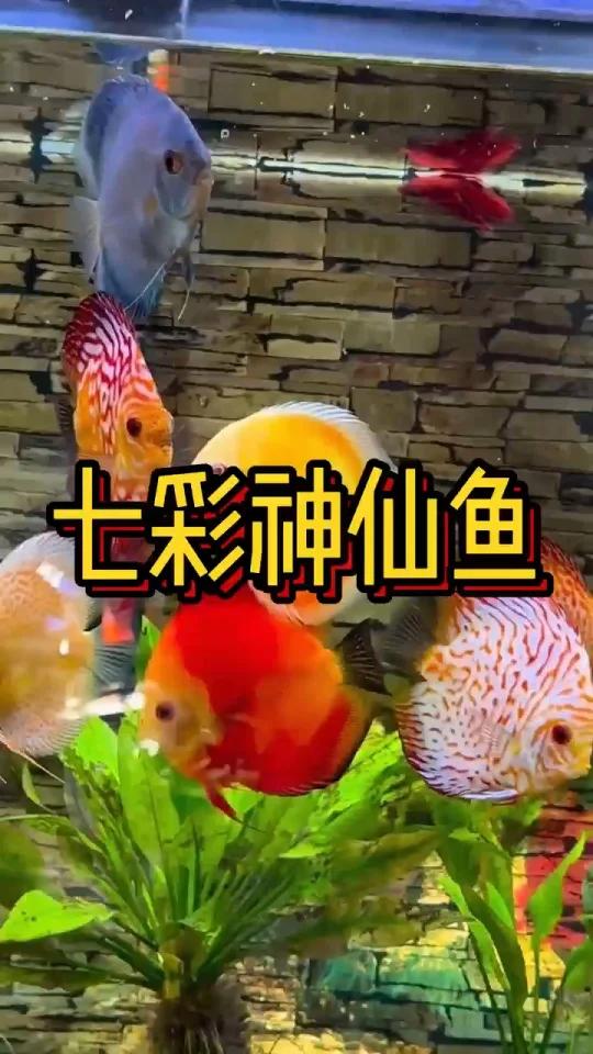 七彩神仙鱼