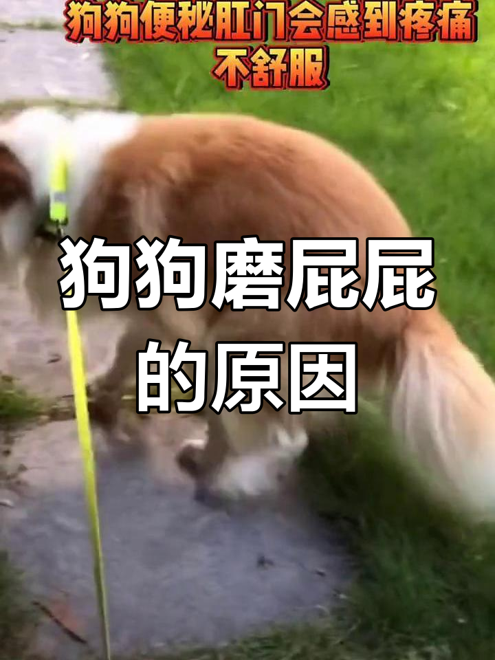 狗狗磨屁股的三大原因解析