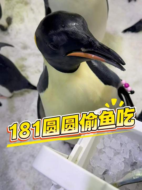 有鱼的地方就有帝企鹅