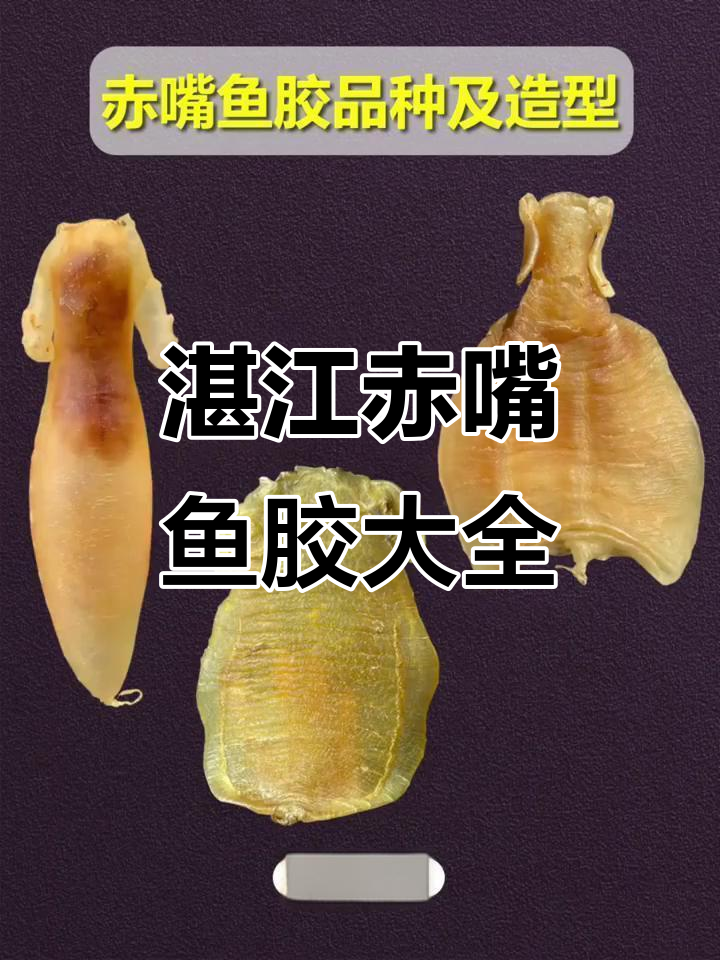 湛江赤嘴鱼胶品种大揭秘,七种不同类型全解析