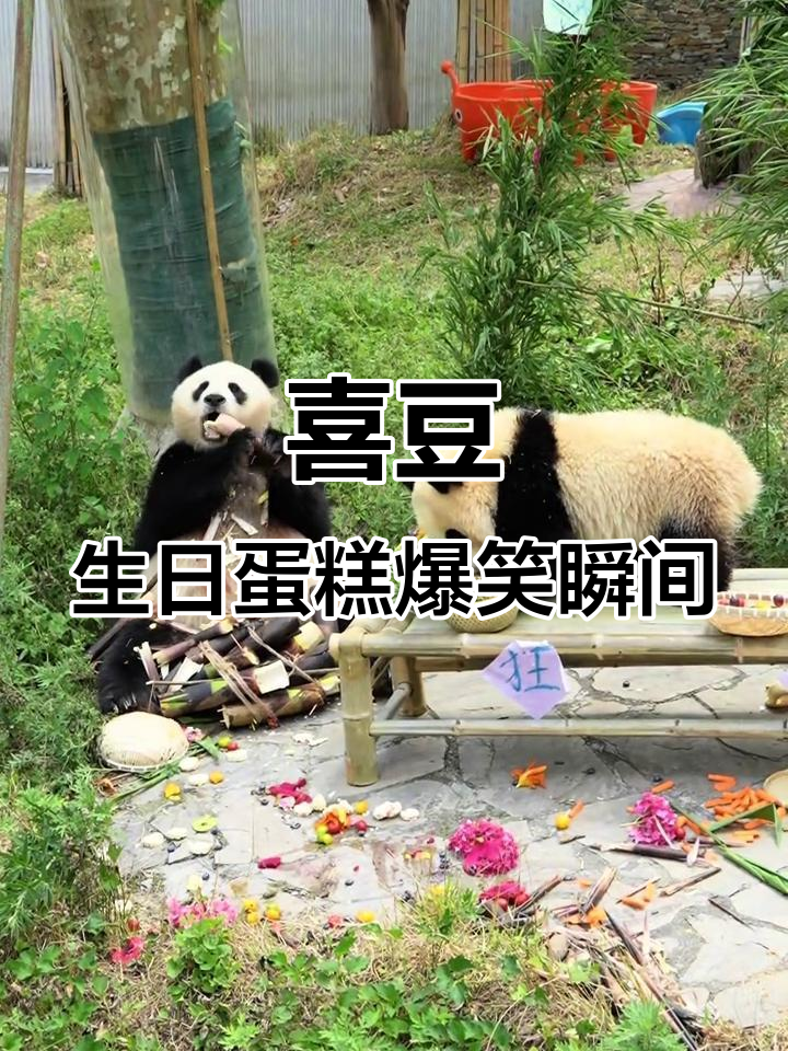 喜豆25岁生日蛋糕大揭秘,笑到不行!