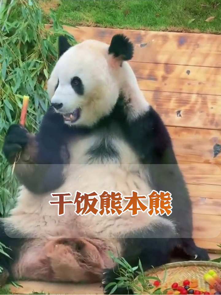 熊猫啃豪华水果拼盘,渣子掉肚子上还吃得香,太会享受了!