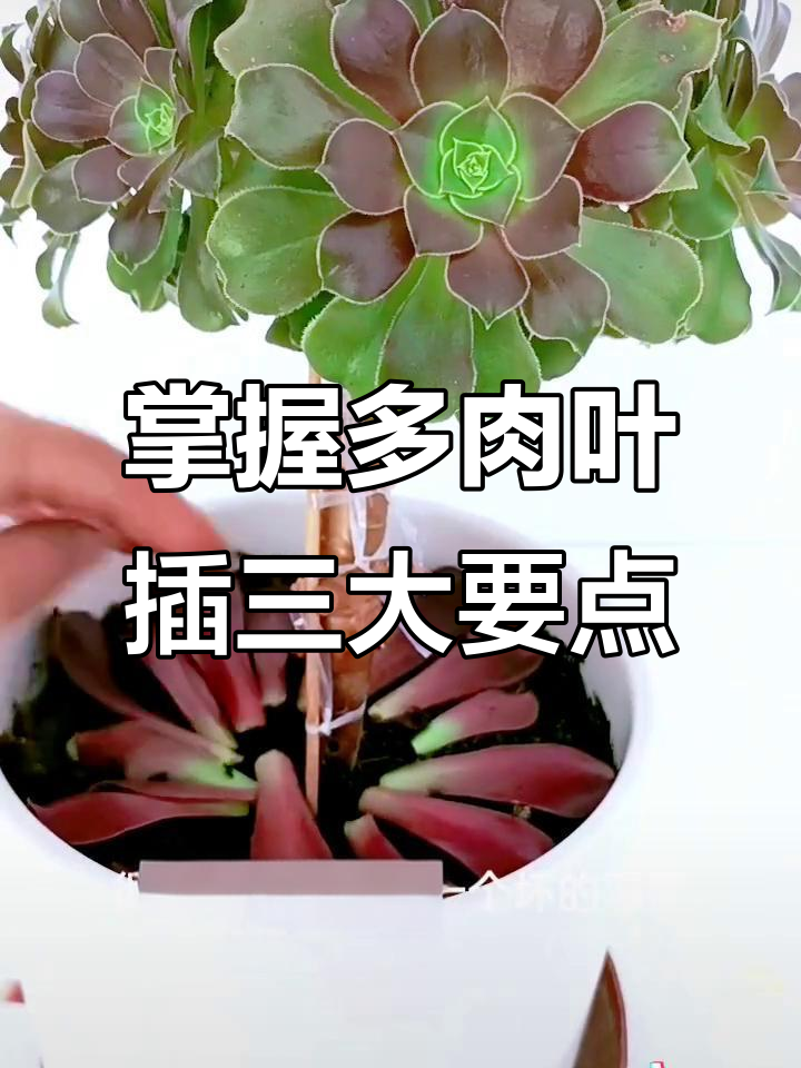 多肉叶插技巧大揭秘：避免常见错误，轻松成功