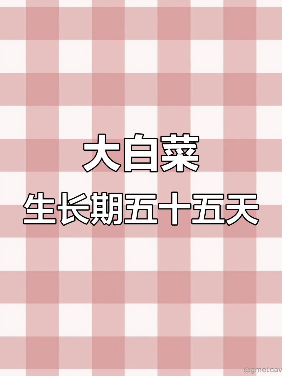 大白菜生长周期揭秘:从播种到收获只需55天