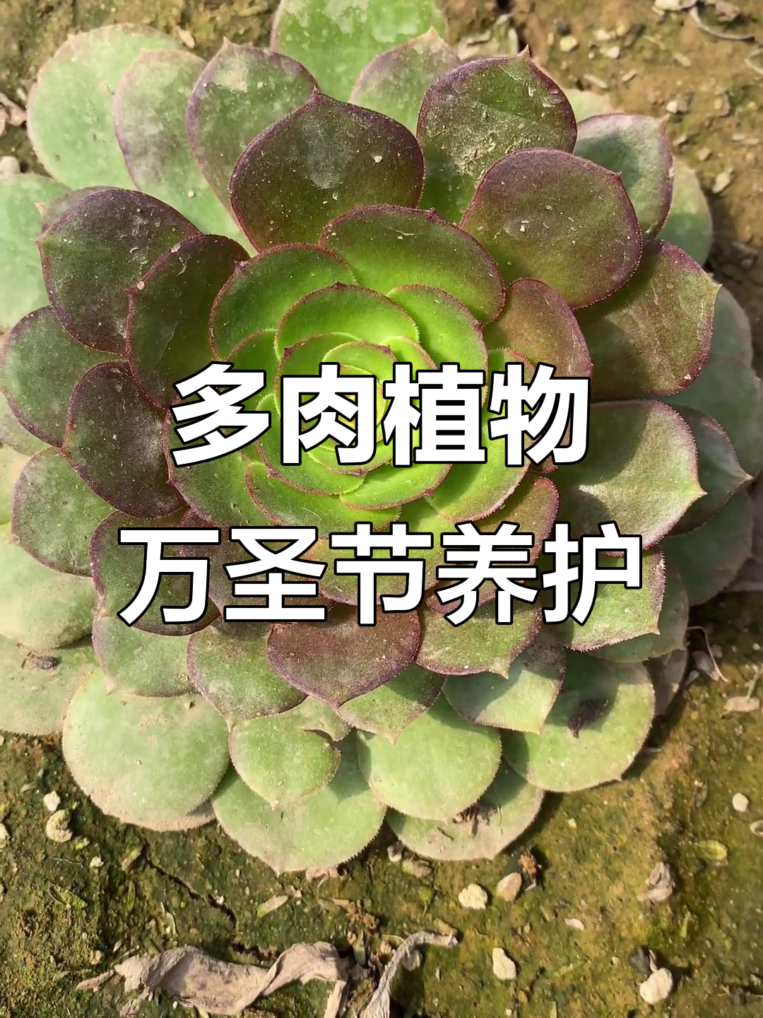 万圣节多肉植物养护技巧,轻松爆头!