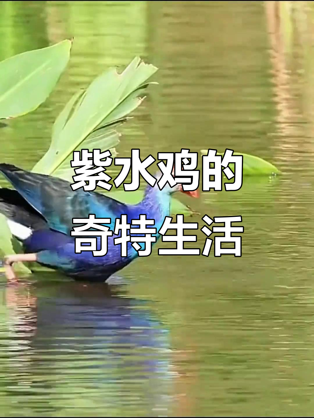 紫水鸡:脚力惊人,芦苇丛中的“竹笋控”