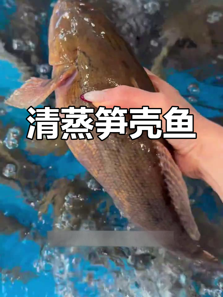 广东常见笋壳鱼,清蒸鲜嫩美味,吃小鱼虾长大