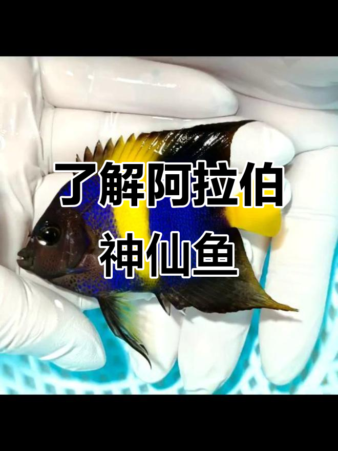 阿拉伯神仙鱼：从深蓝到鲜黄，揭秘神奇变色过程