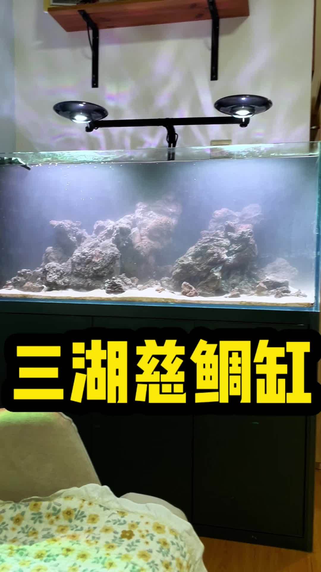 上门开缸,三湖慈鲷缸!水族 养鱼 鱼缸里的大自然 造景 养鱼人