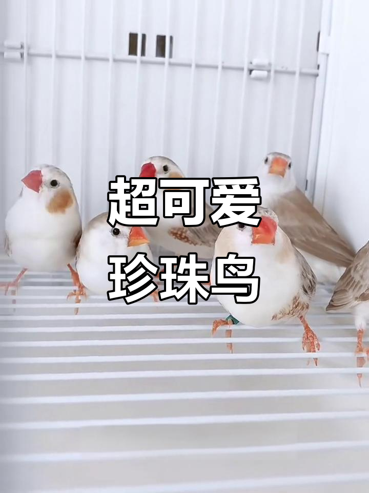 珍珠鸟:超萌小丑腮红小鸡,养大后无法抗拒的呆萌感