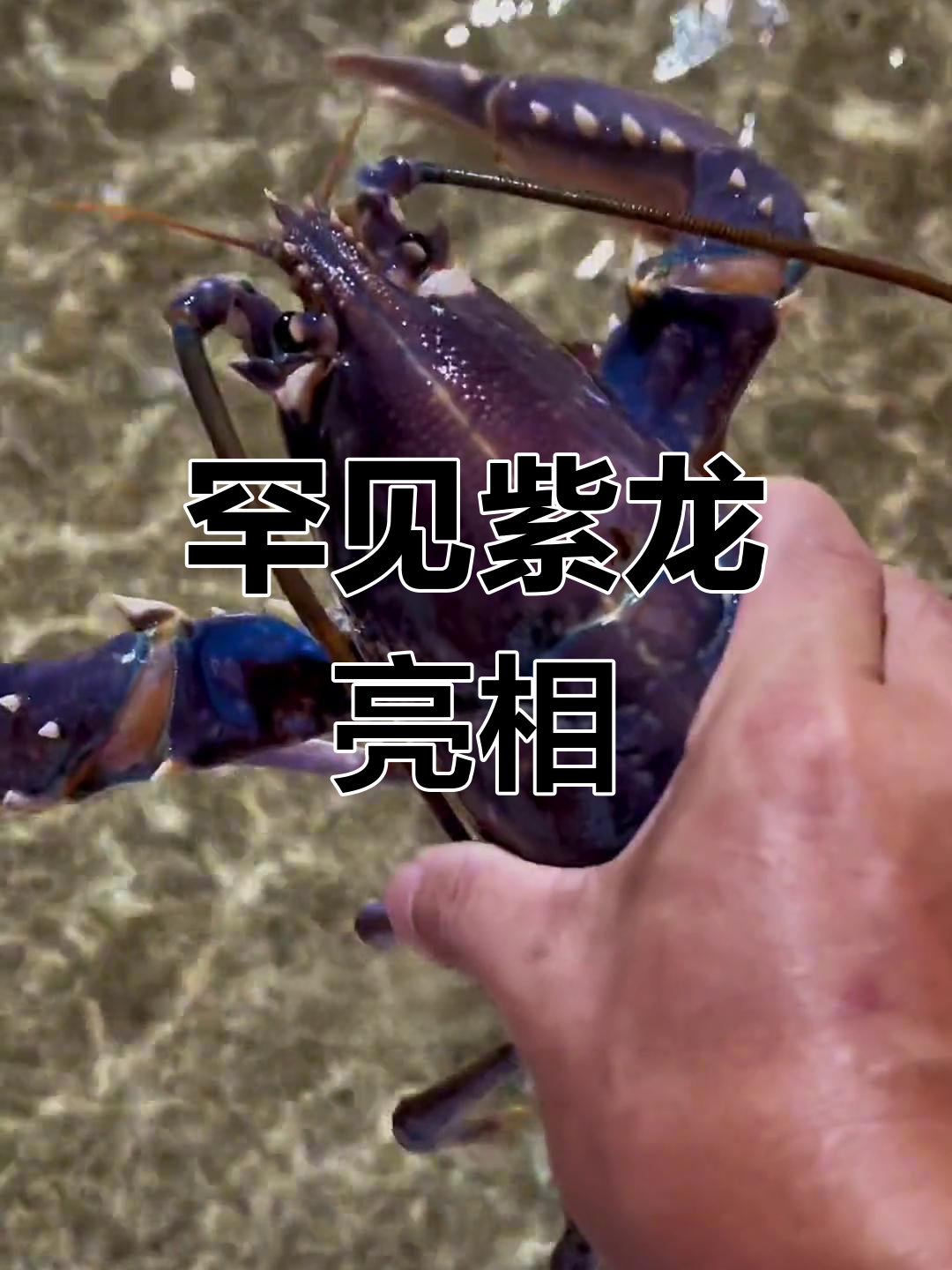 核污染下的紫色龙虾,稀有至极