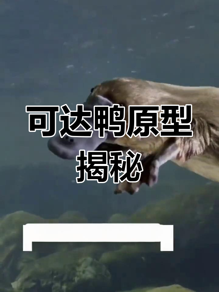 火爆可达鸭原型揭秘,黄金海岸的萌宠!