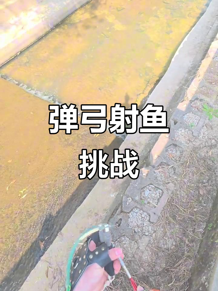 河边弹弓射鱼记:小鱼挑衅大鱼躲藏,老手重温儿时乐趣