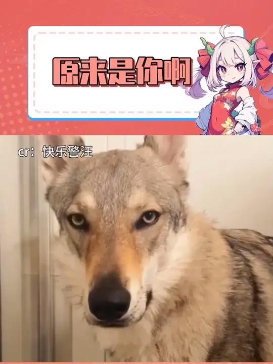 原来是你啊,去,给我炒两个菜