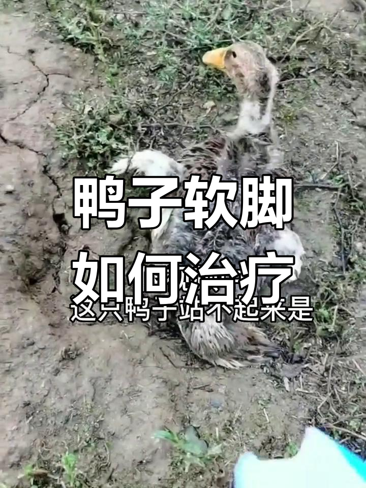 鸭子软脚瘫痪怎么办?降膜炎防治技巧揭秘