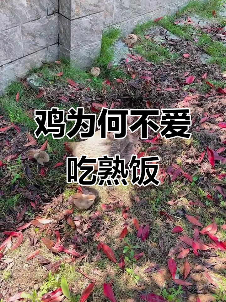 为什么鸡只爱吃生米,不吃熟米饭?