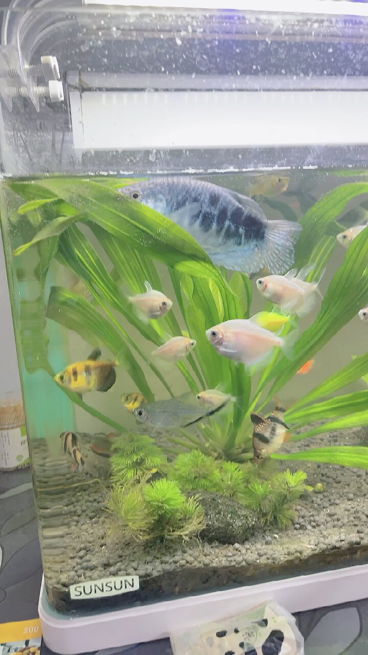 蓝曼龙鱼