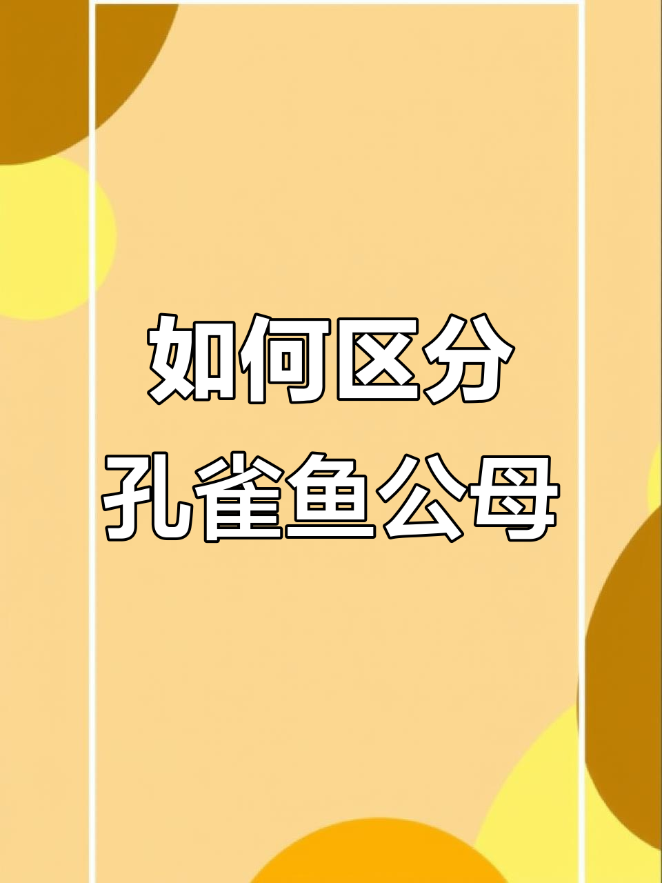 孔雀鱼公母分辨技巧，从臀鳍到体型全解析