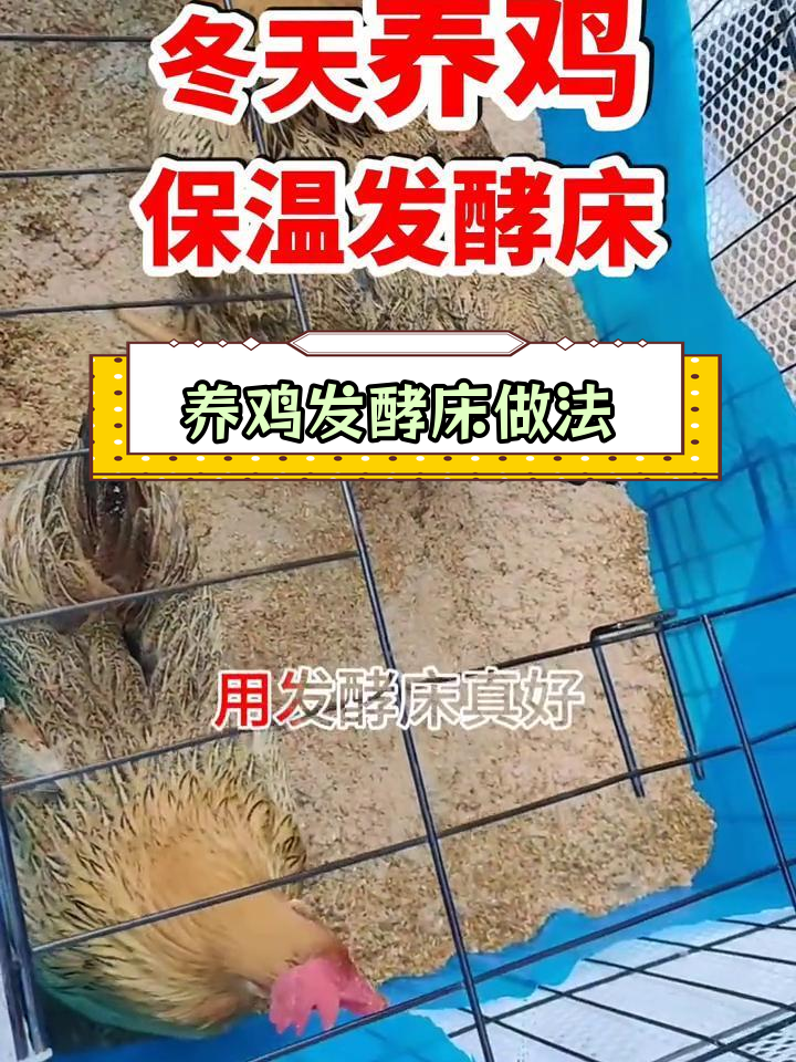 冬季养鸡发酵床制作技巧