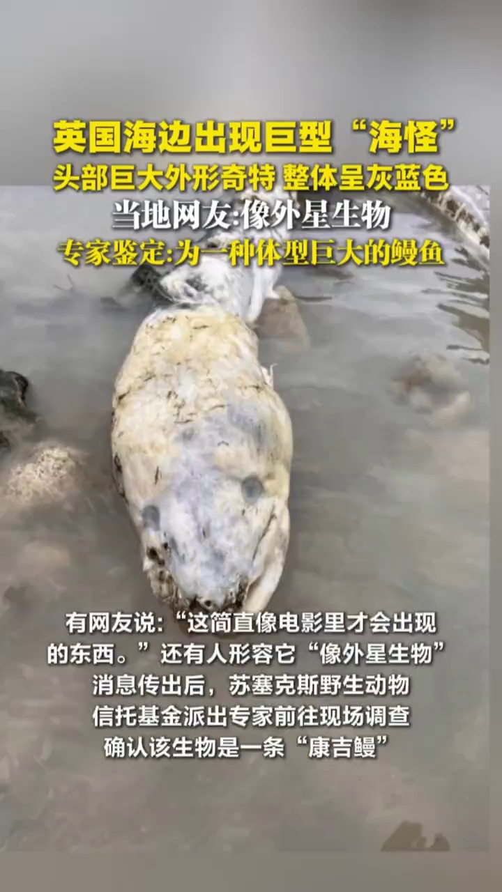 英国海边出现巨型“海怪”,头部巨大外形奇特,整体呈灰蓝色,专家称是鳗鱼