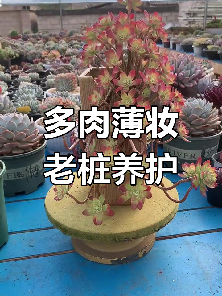 薄化妆老桩养护心得,多肉植物成长全纪录