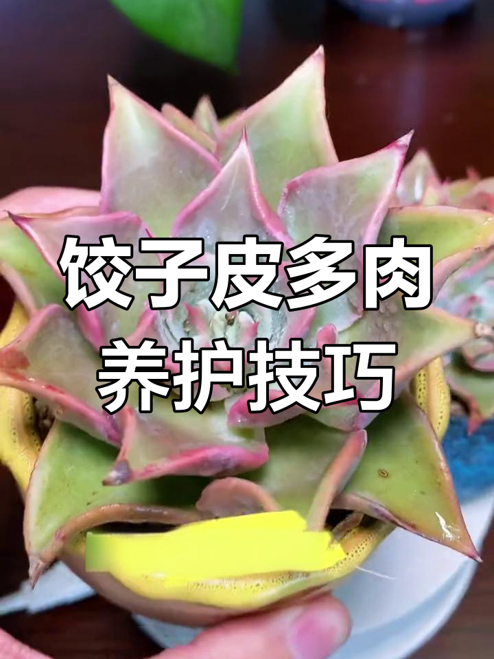 多肉饺子皮养护全攻略:光照、浇水与温度管理