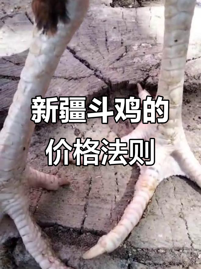 新疆斗鸡:价格与价值永远成正比,一分钱一分货