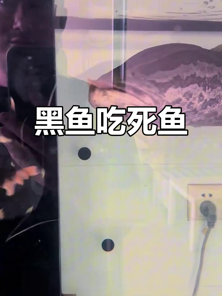 老黑竟然能吃死鱼,太神奇了!