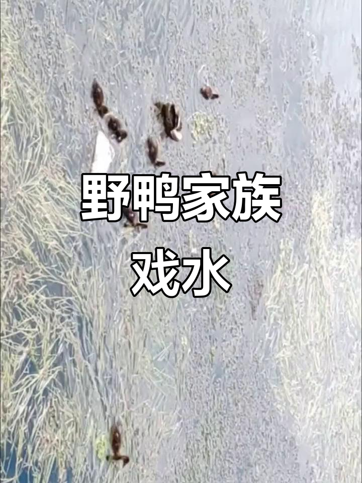 一群野鸭在河中嬉戏,大鸭子领着小家伙们觅食