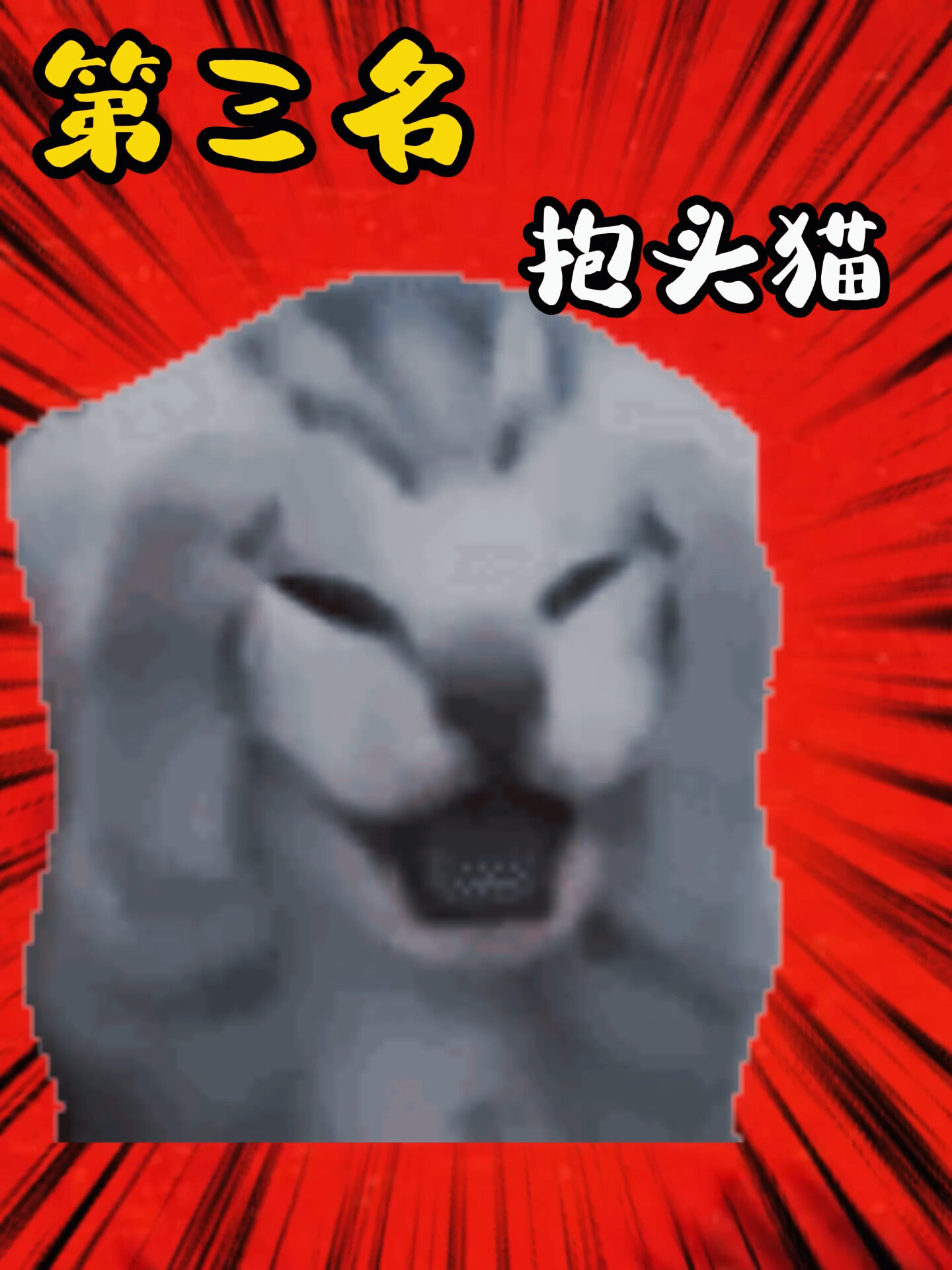 2023年度10大最受欢迎的猫咪表情包出炉!