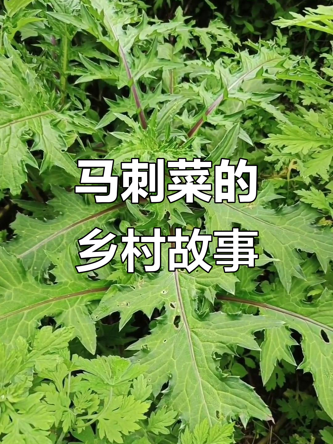 农村常见马刺菜,喂猪必备的中草药